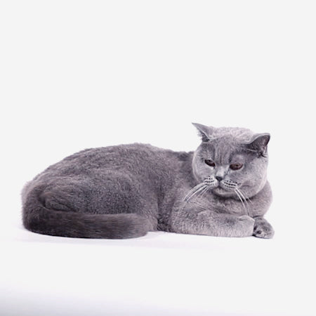 Set Pettorina e Guinzaglio Gatto Naturals 2.0 Hibiscus