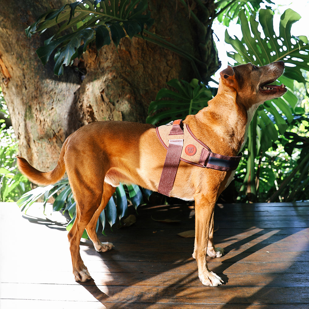 Pettorina con Maniglia - Flyharness Naturals 2.0 Cocoa