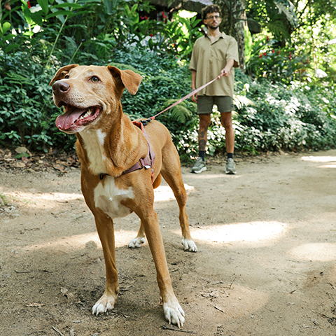 Guinzaglio Allungabile Long Leash Naturals 2.0 Cocoa