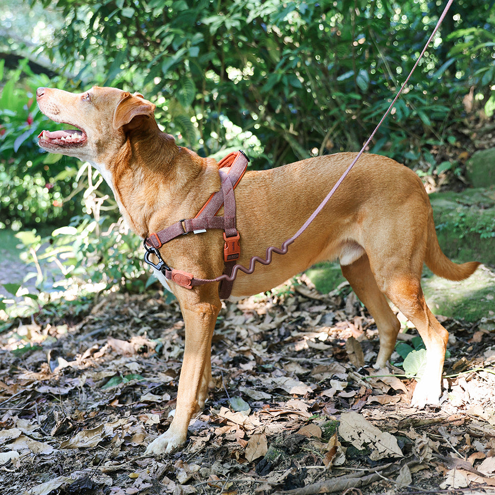 Norwegian Harness Softer-Walk Naturals 2.0 Cocoa