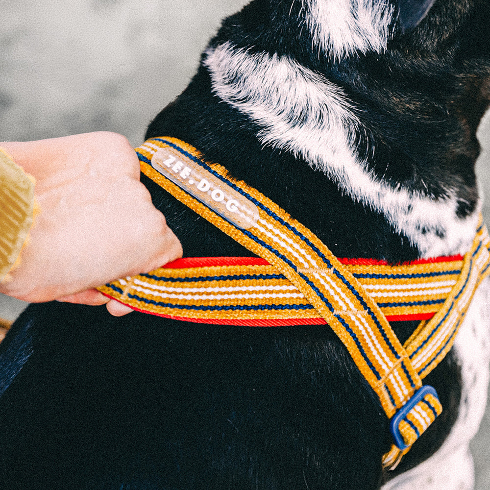 Pettorina norvegese Softer-Walk Velvet Vibes Misfit