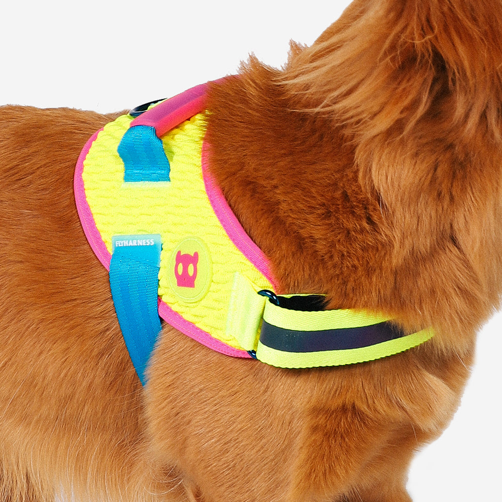 Harness with handle - Flyharness Cmyk
