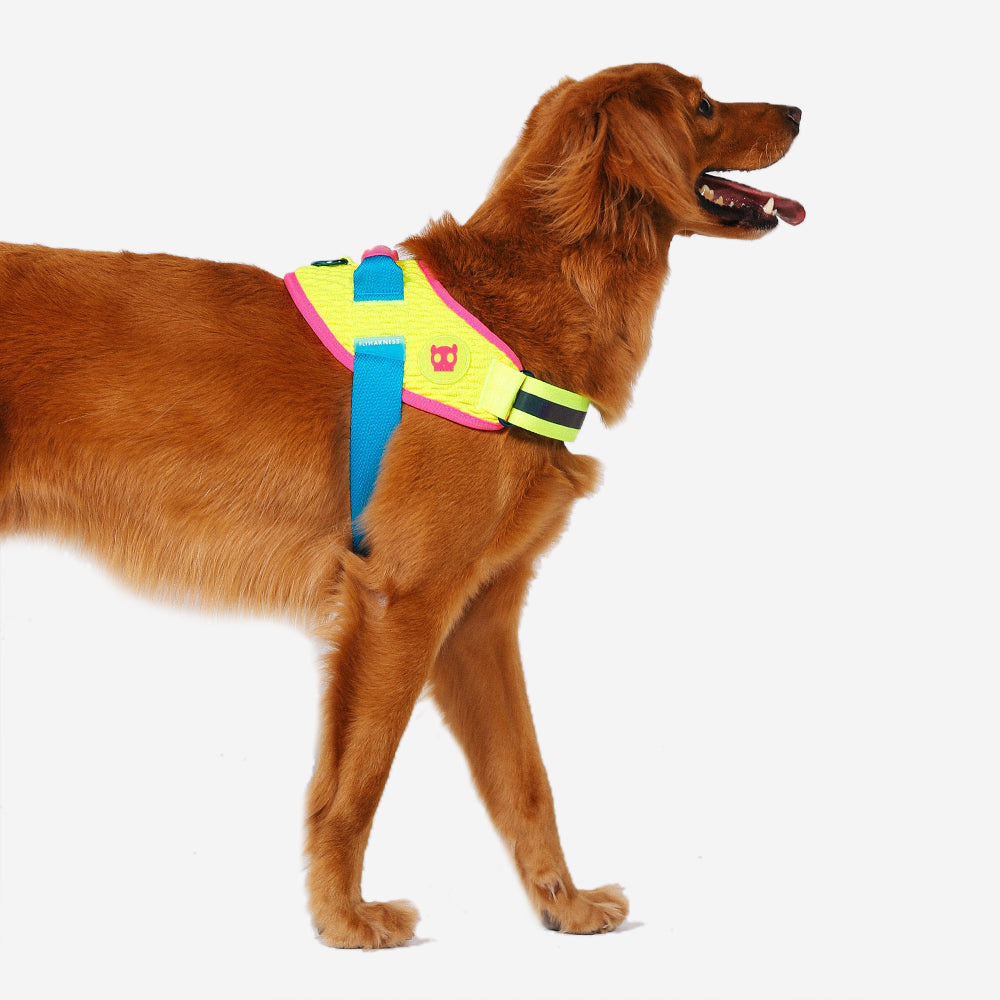 Harness with handle - Flyharness Cmyk
