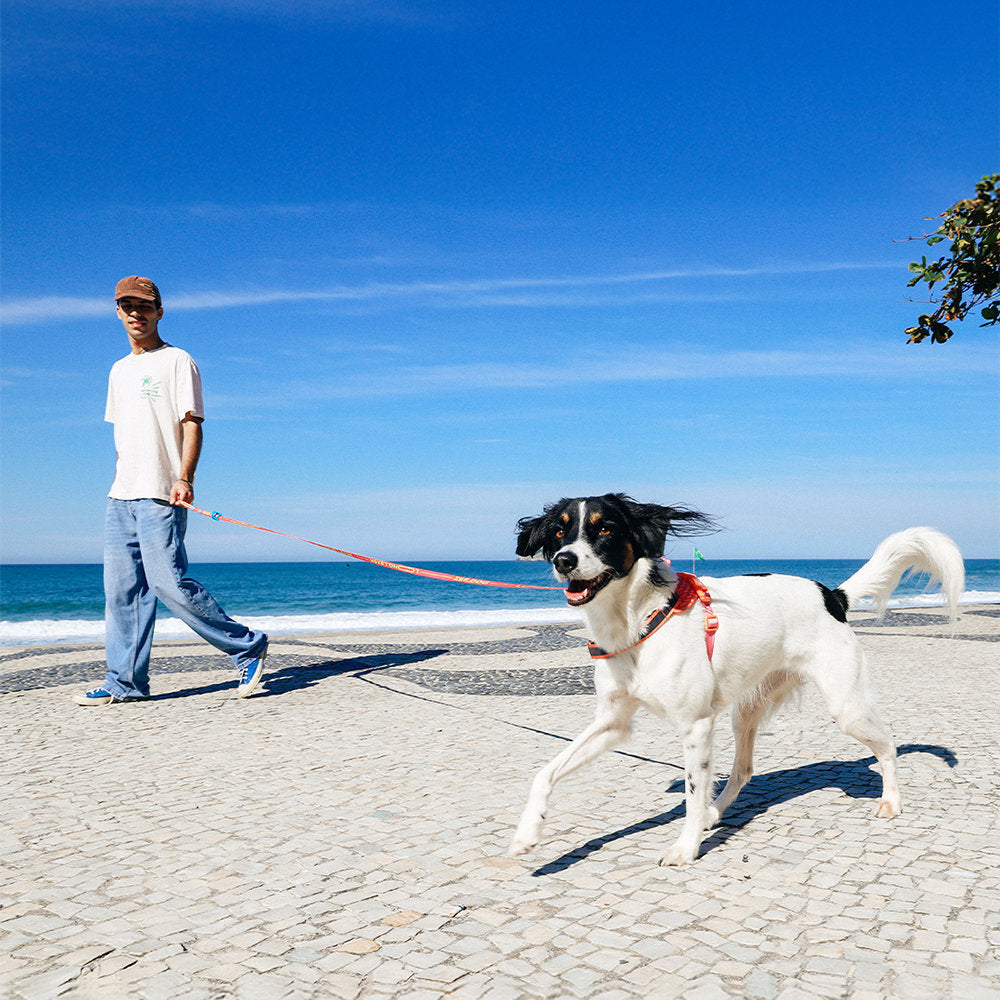 Long leash Farm Rio Samba extendable leash