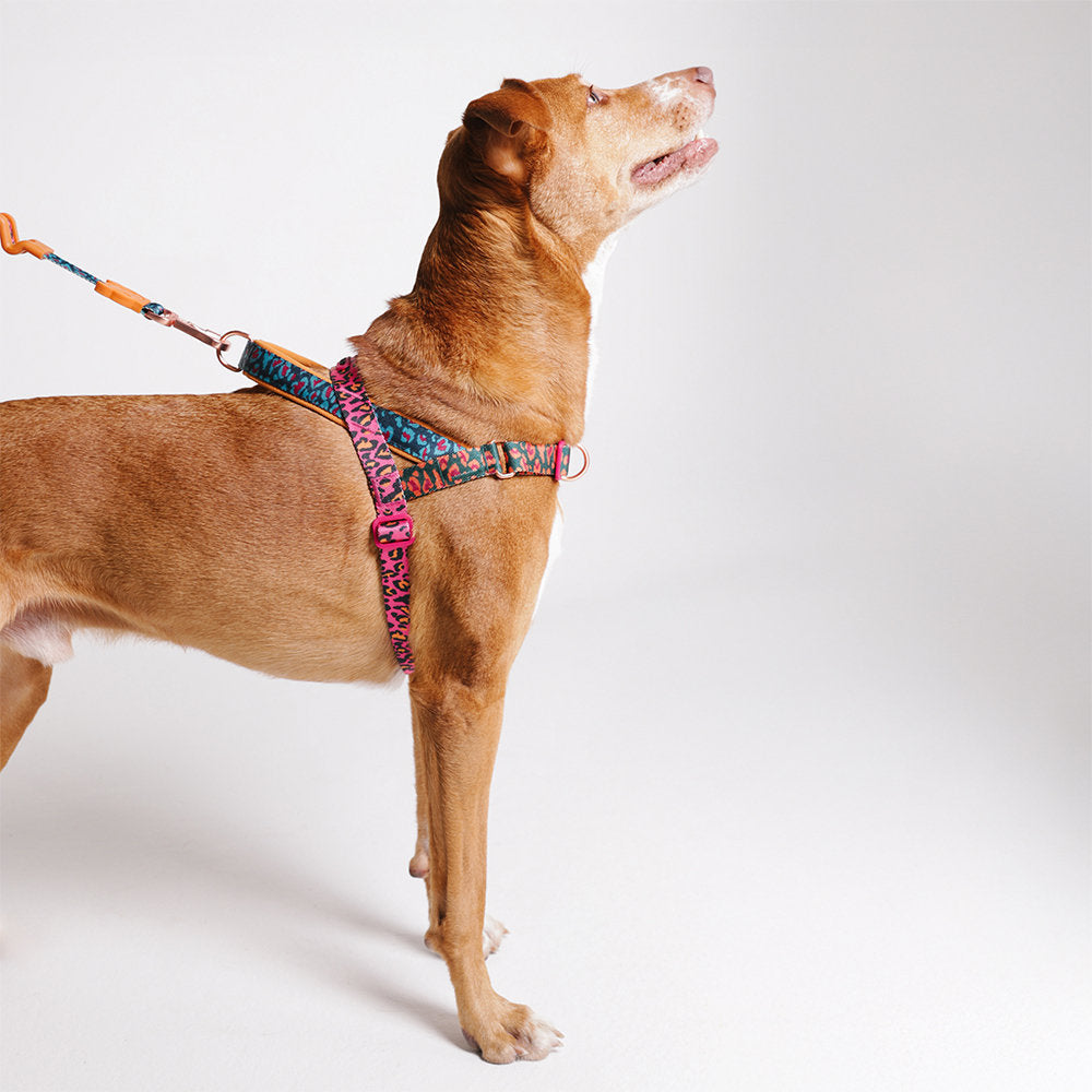 Farm Rio Selva Norwegian Softer-walk Harness