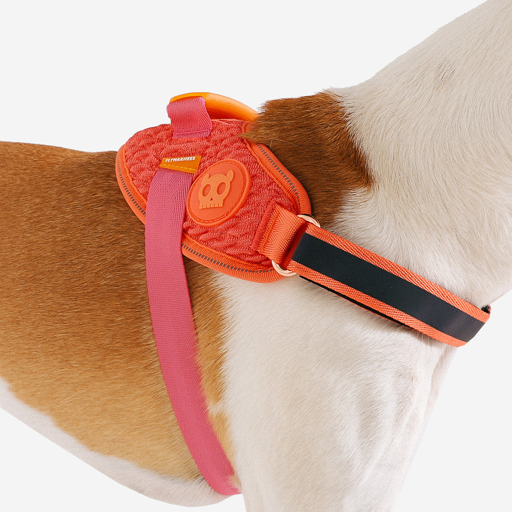 Harness with handle - Flyharness Gazelle