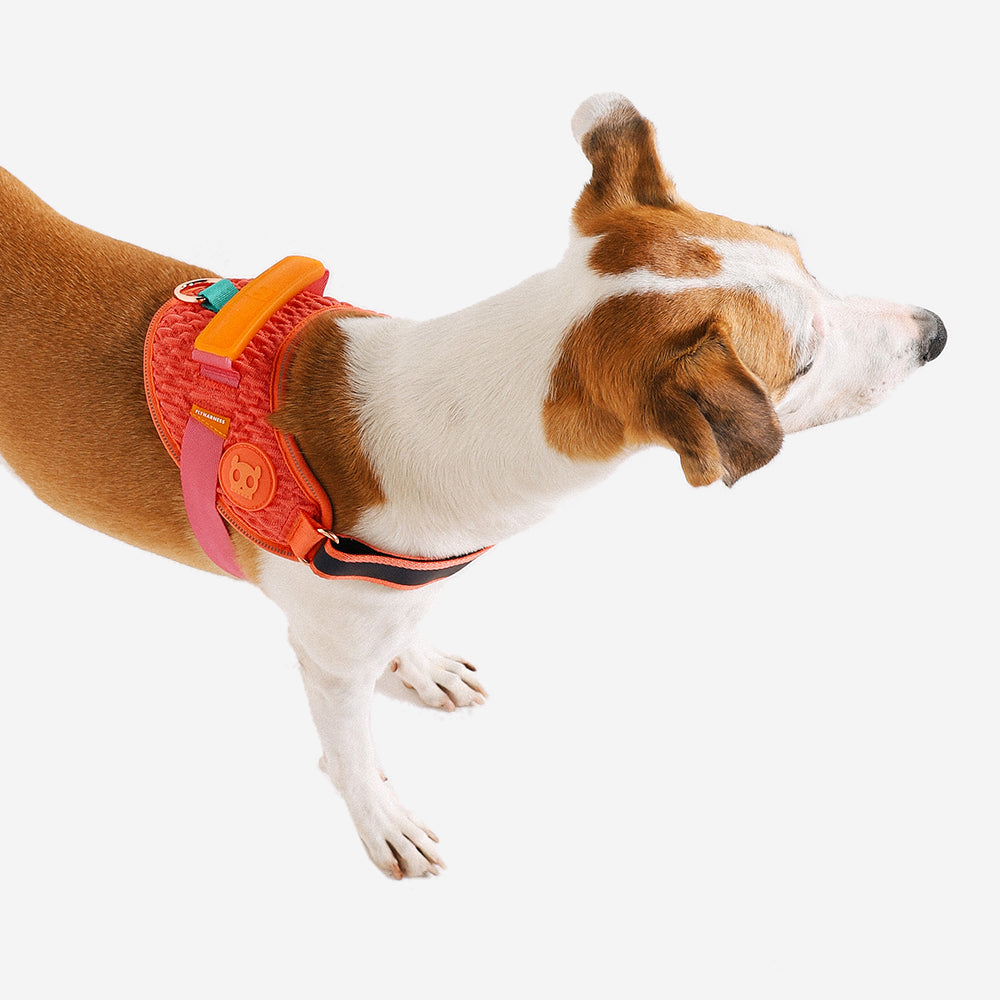Harness with handle - Flyharness Gazelle
