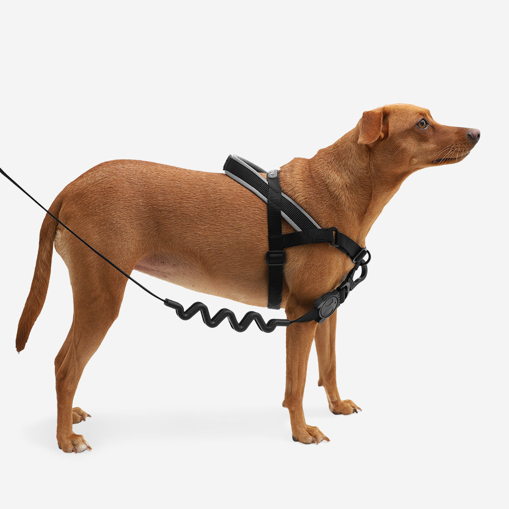 Norwegian Softer-walk Harness Gotham