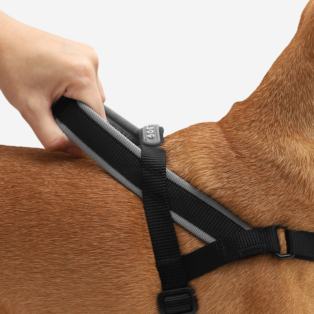 Norwegian Softer-walk Harness Gotham