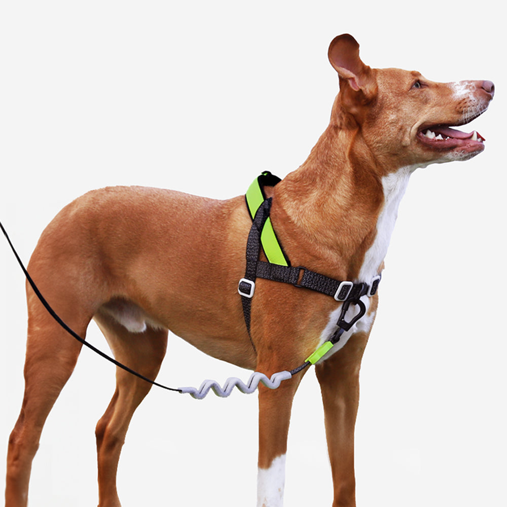 Norwegian Softer-walk Harness Nox - with reflective details