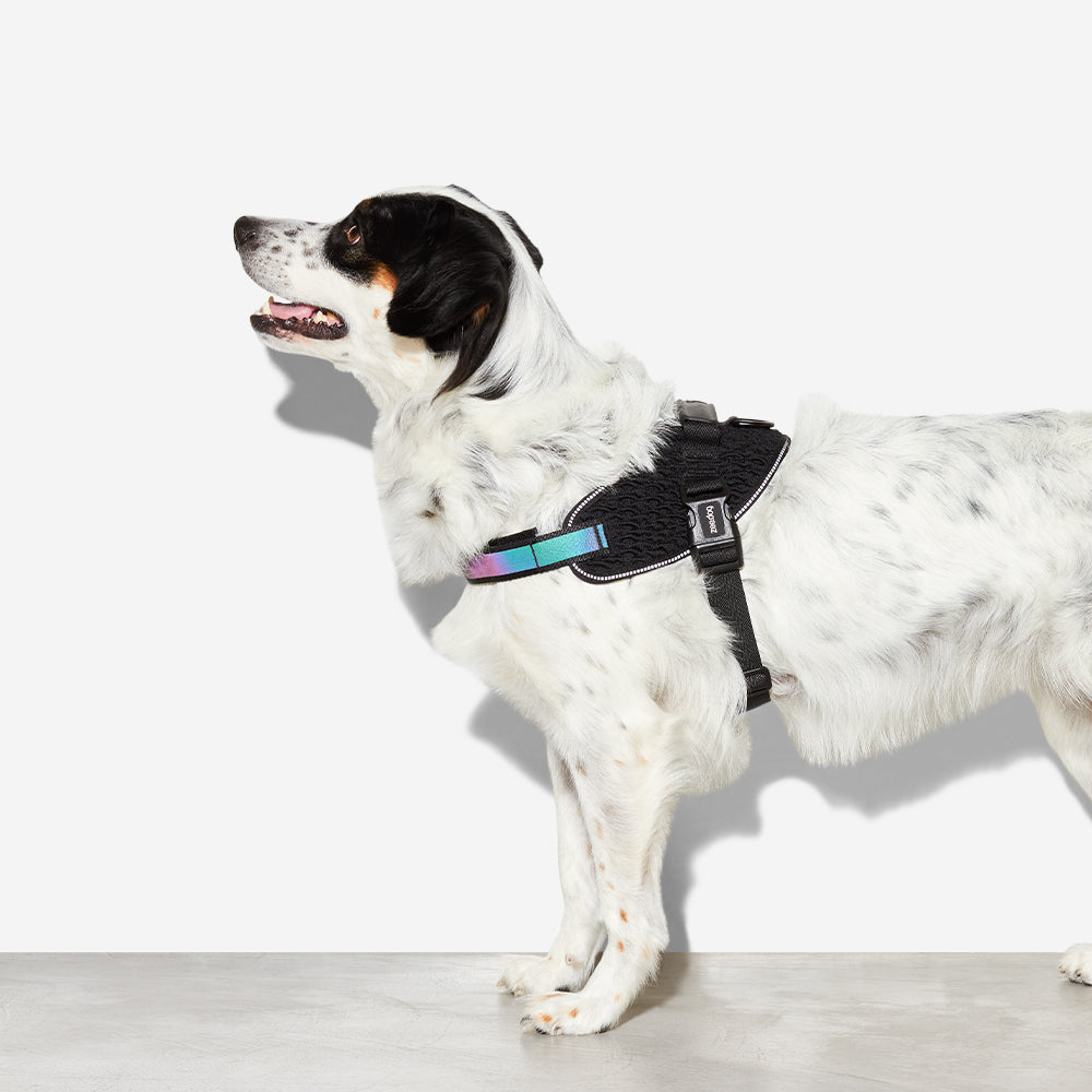 Harness with handle - Flyharness Gotham