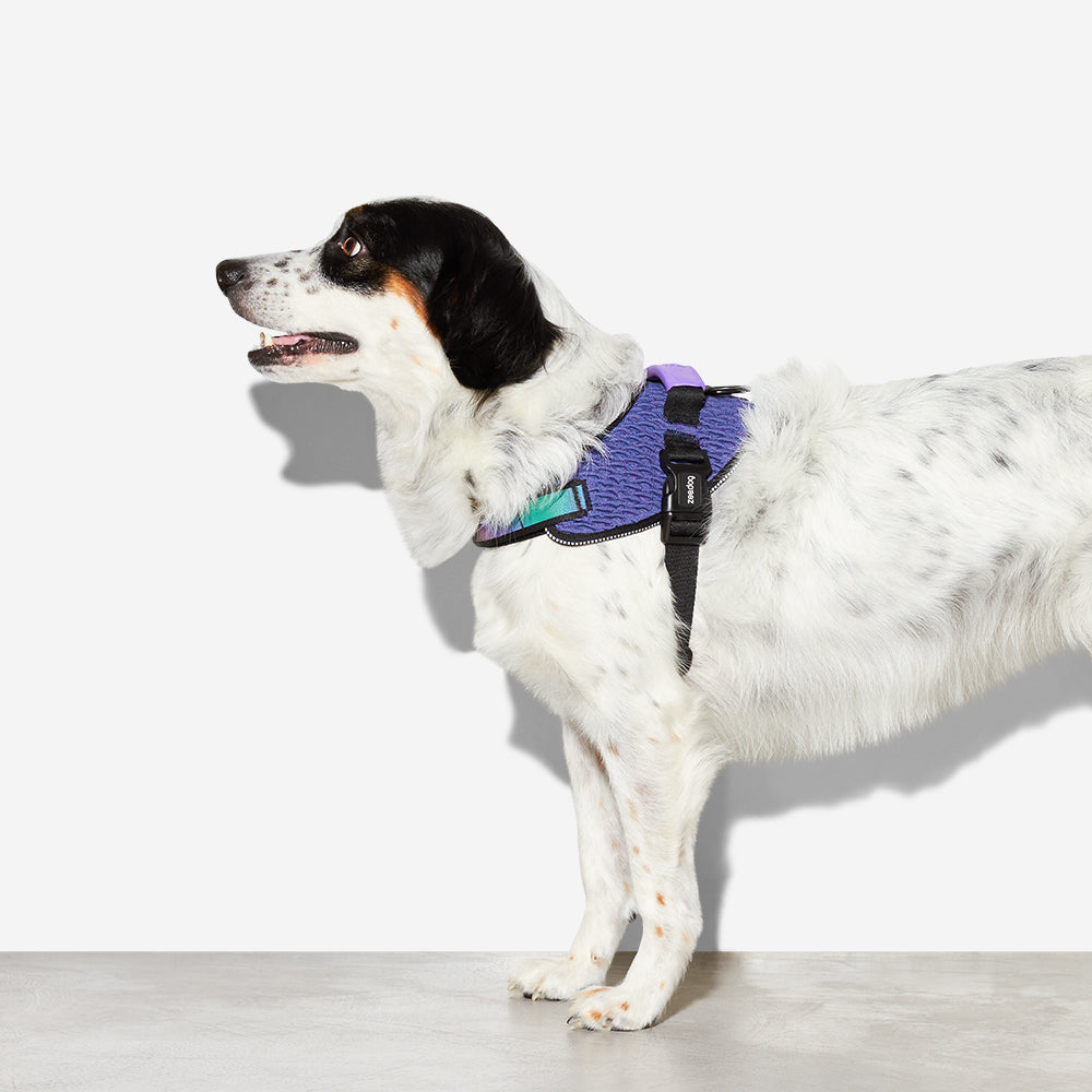 Harness with Handle - Flyharness Wicked