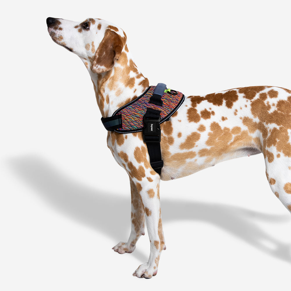Harness with handle - Flyharness Vortex
