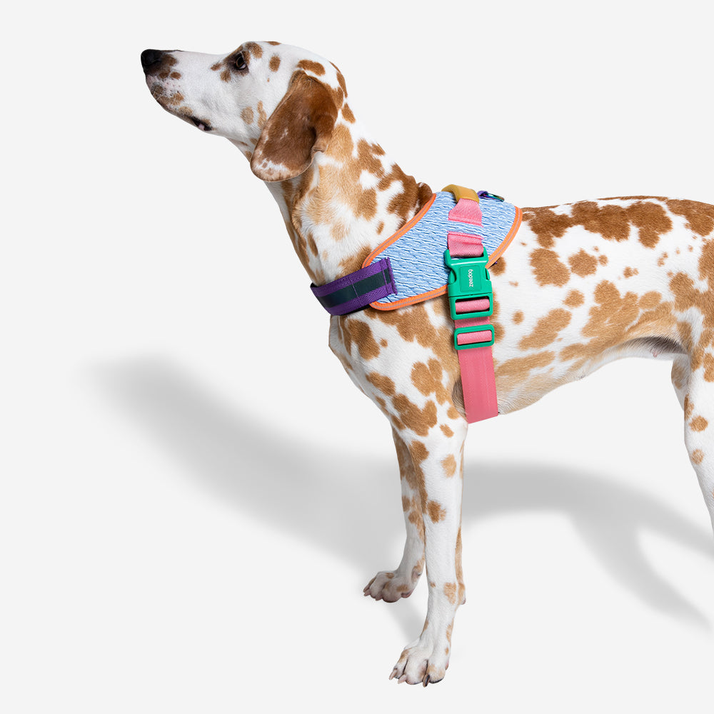 Harness with handle - Flyharness Galaxy