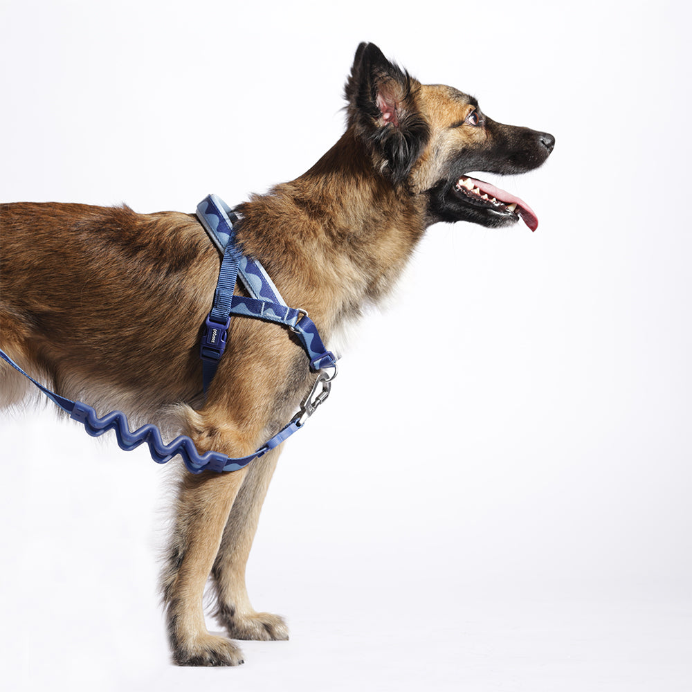 Swell Norwegian Softer-walk Harness