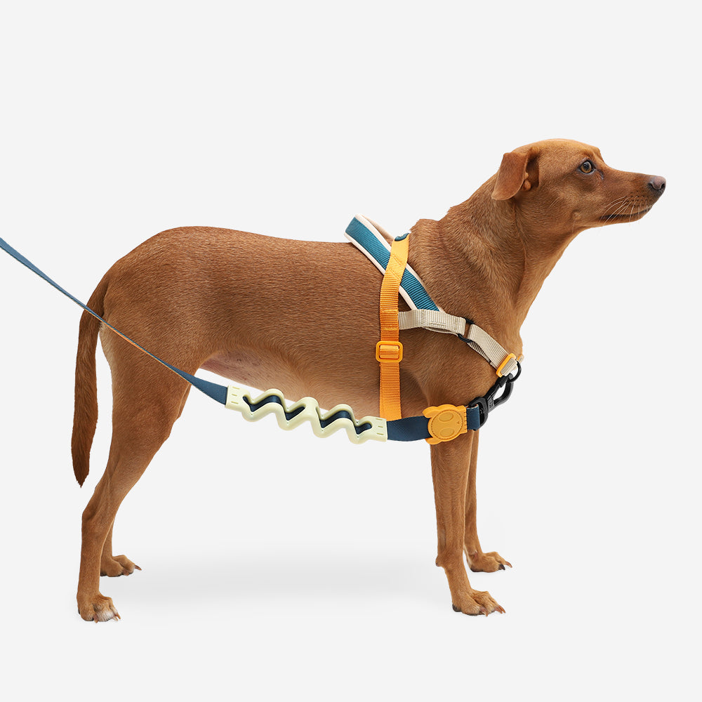Norwegian Softer-walk Harness Voyage